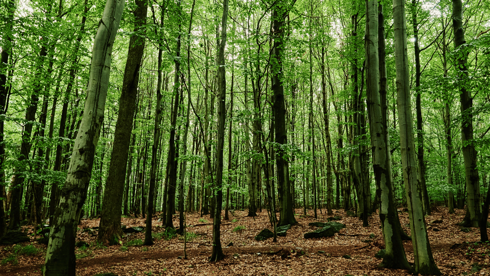 What is the Business Case for Protecting Nature?
